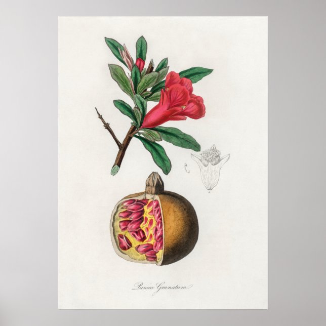 Vintage Pomegranate Illustration Poster (Front)