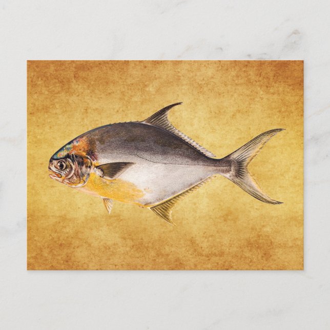 Vintage Pompano Fish - Game Fishes Template Blank Postcard (Front)