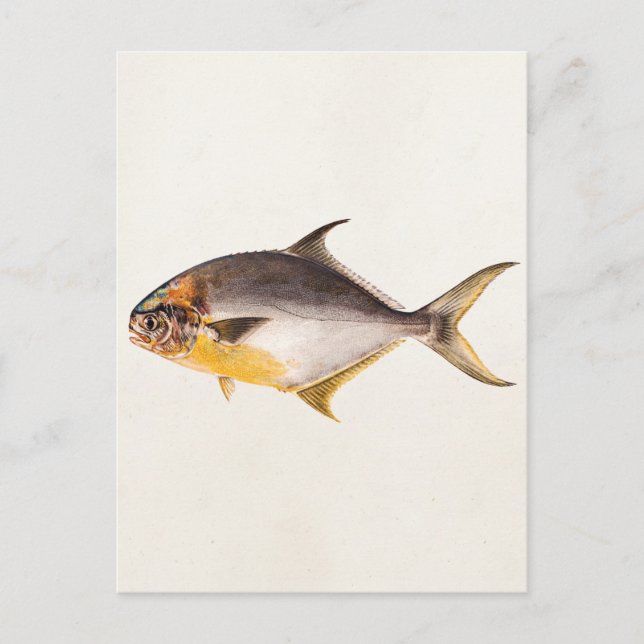 Vintage Pompano Fish - Game Fishes Template Blank Postcard (Front)