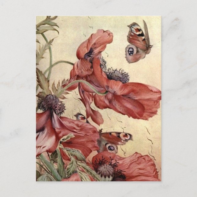 Vintage Poppies and Butterflies Postcard (Front)