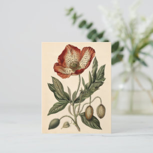 Vintage Poppy Illustration Postcard