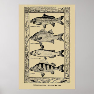 Vintage Popular Fresh-Water Fish by Louis Rhead Poster