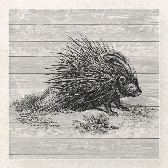Vintage Porcupine Illustration Glass Coaster (Front)