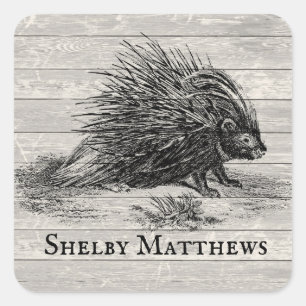 Vintage Porcupine Illustration Personalized Square Sticker