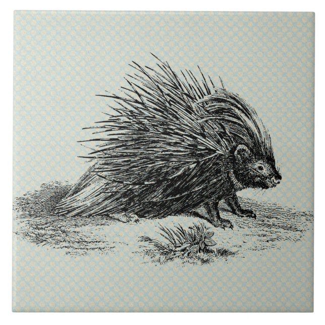Vintage Porcupine Illustration Tile (Front)