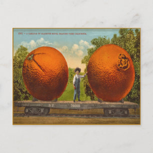 Vintage Postcard With Californian Mammoth Oranges