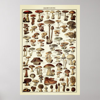 Vintage Poster Print Mushrooms Champignons Chart