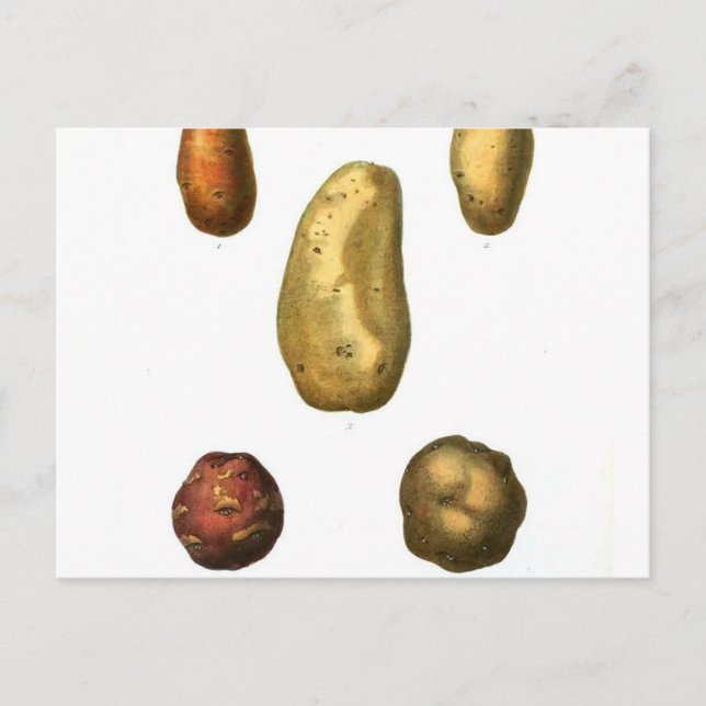 Vintage Potato Botanical Print Postcard (Front)