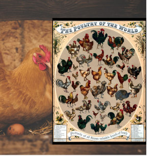 Vintage poultry birds chicken and roosters chart cutting board