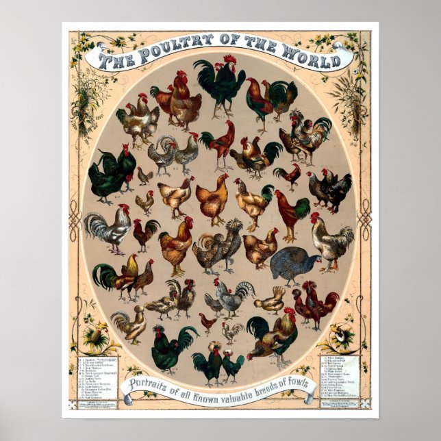 Vintage poultry birds chickens and roosters chart (Front)