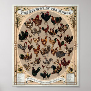 Vintage Poultry Of The World Print