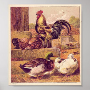 Vintage Poultry Poster