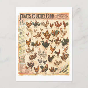 Vintage Pratt's Poultry Food Chicken Advertisement Postcard
