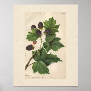 Vintage Primus Raspberry Print