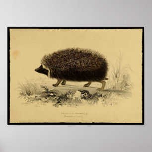 Vintage Print of Hedgehog Poster