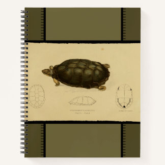 Vintage Print of Turtle Notebook