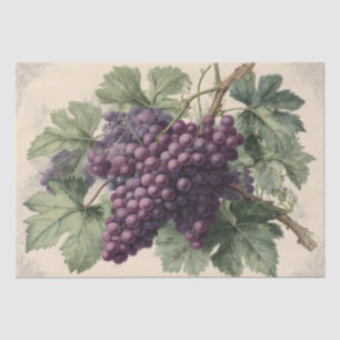 Vintage Print of Vineyard Grapes Tissue Paper