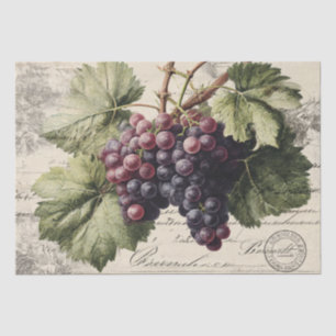 Vintage Print of Vineyard Grapes Tissue Paper
