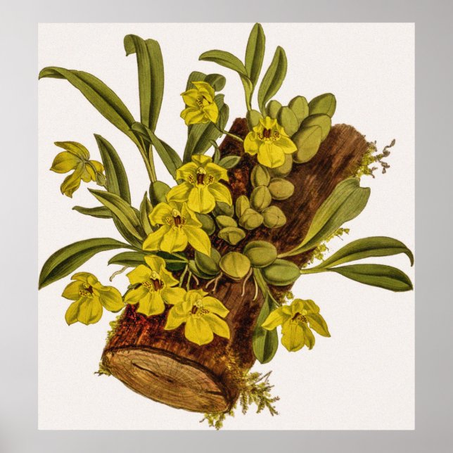 Vintage Promenaea Stapelioides Orchid Flower Poster (Front)