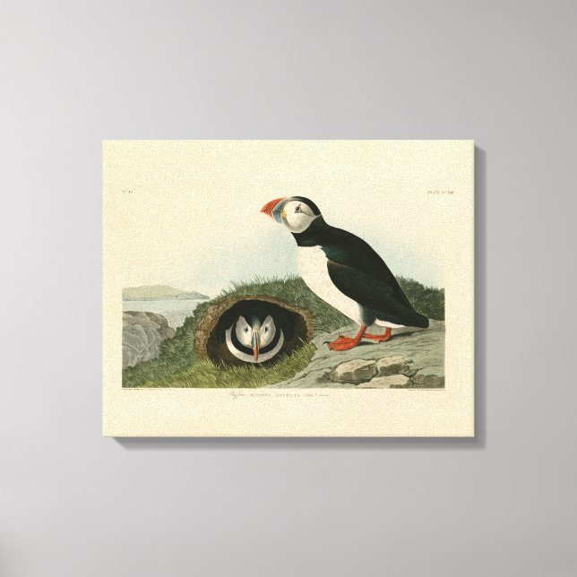 Vintage Puffin Illustration Canvas Print (Front)