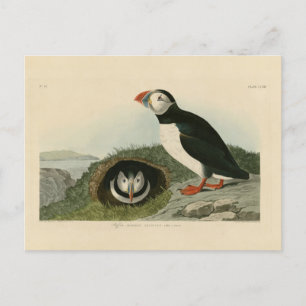 Vintage Puffin Illustration Postcard