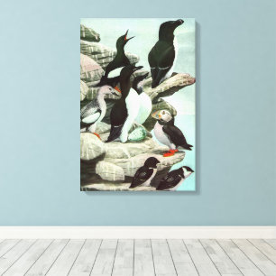 Vintage Puffins and Aquatic Birds by Louis Fuertes Canvas Print