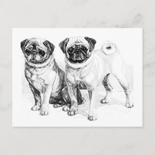 Vintage Pug Illustration Postcard
