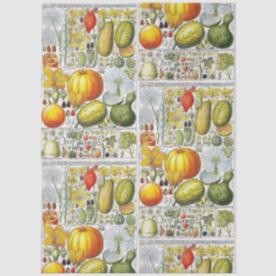Vintage Pumpkins Gourds Botanical Book Plate #52 Tissue Paper
