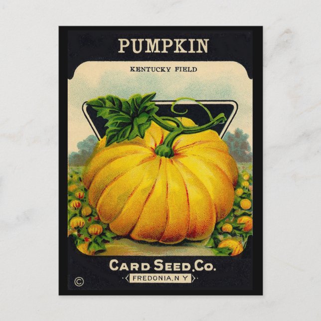 Vintage Pumplin Seed Ad Postcard (Front)