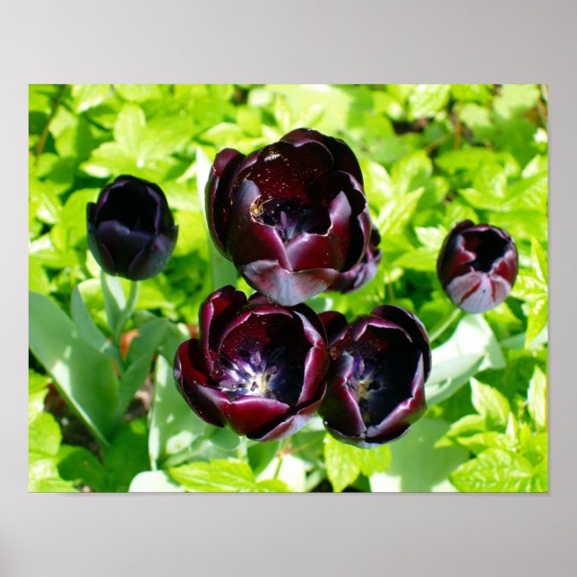 Vintage Purple Black Green Tulips Flowers Holland Poster (Front)
