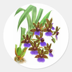 Vintage Purple Burgundy Orchid Flower Poster Classic Round Sticker