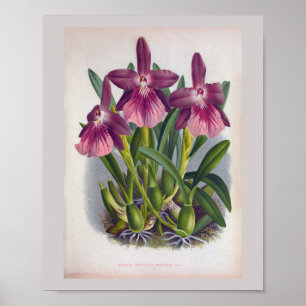 Vintage Purple Lady Orchids Miltonia Spectabilis Poster