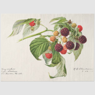 Vintage Purple Raspberry Tissue Paper