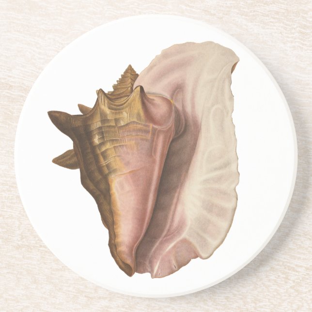 Vintage Queen Conch Seashell Shell, Marine Animal Coaster (Front)