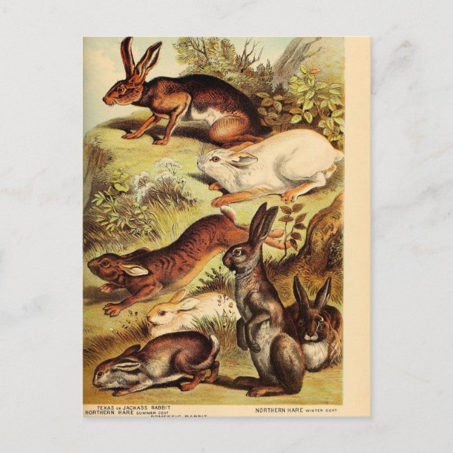 Vintage Rabbit Hare Bunny Ephemera Decoupage Art Postcard (Front)