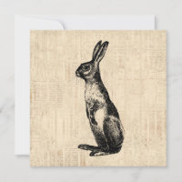 Vintage Rabbit Illustration Old Fashioned Bunny