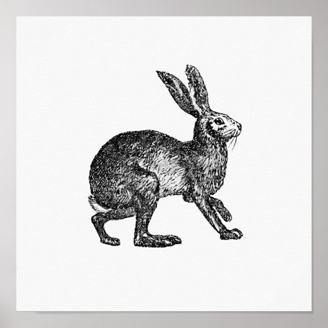 Vintage Rabbit Illustration Poster (Front)