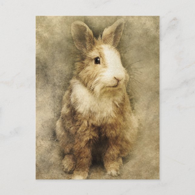 Vintage rabbit postcard (Front)