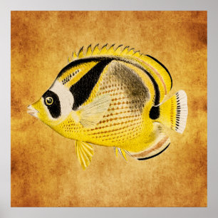 Vintage Raccoon Butterfly Fish - Antique Hawaiian Poster