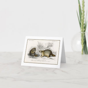 Vintage Raccoon Illustration Note Card