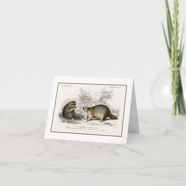 Vintage Raccoon Illustration Note Card (Front)