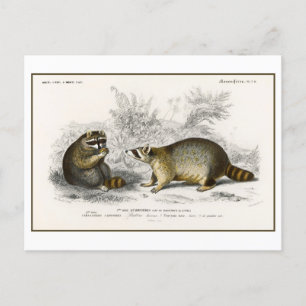 Vintage Raccoon Illustration Postcard