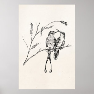 Vintage Racquet Tail Hummingbird Personalized Bird Poster