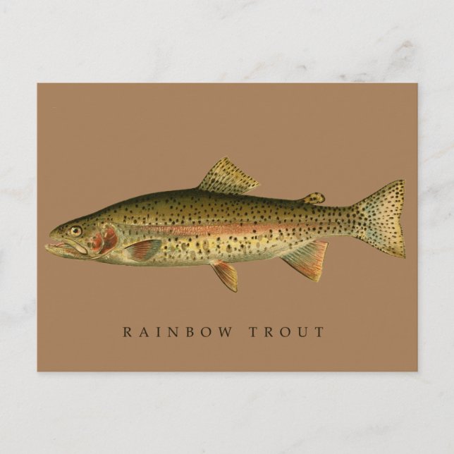 Vintage Rainbow Trout Postcard (Front)
