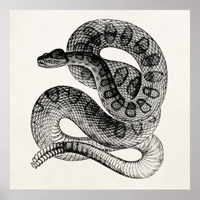 Vintage Rattlesnake Reptile Snake Template Poster (Front)