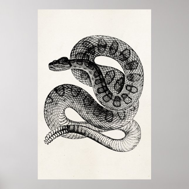 Vintage Rattlesnake Reptile Snake Template Poster (Front)