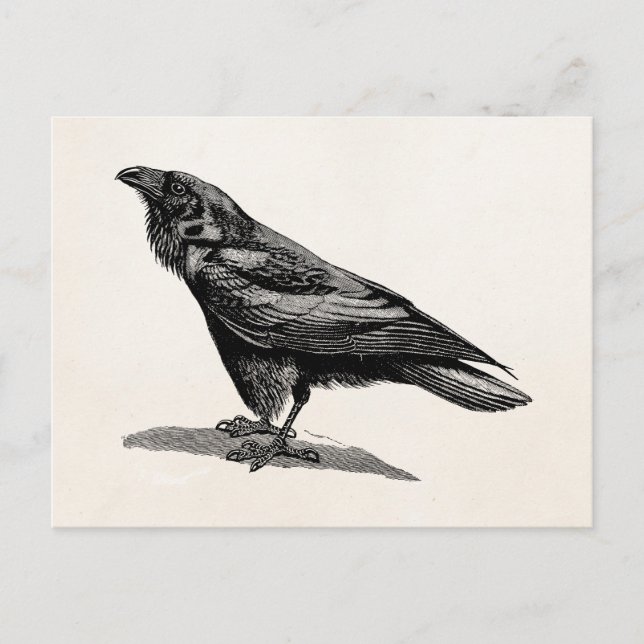 Vintage Raven Crow Blackbird Bird Illustration Postcard (Front)