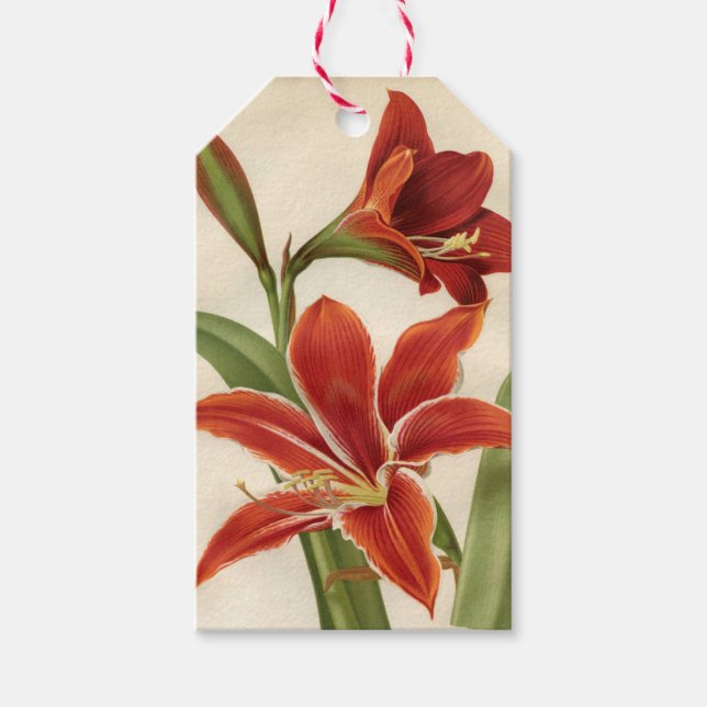Vintage Red Amaryllis Christmas Gift Tag (Front)