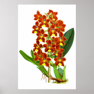 Vintage Red And Yellow Orchid Flower Poster