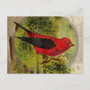 Vintage Red Bird Postcard